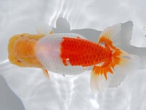 倉敷栄蘭会　東取締　大熊正人　倉敷