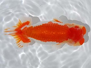 倉敷栄蘭会　西取締　田代史郎　倉敷