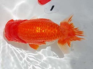 倉敷栄蘭会　平井孝志　浅口