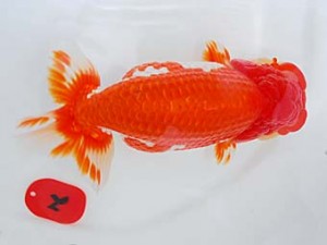 倉敷栄蘭会　西大関　石田一男　福山