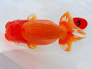 倉敷栄蘭会　立行司　田代史郎　児島