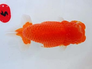 倉敷栄蘭会　西取締　坂根吉広　鏡野町