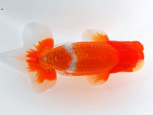 浜松愛魚会　東大関　鈴木和男　浜松市