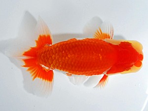 浜松愛魚会　西大関　鈴木和男　浜松市