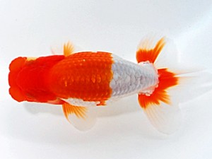 浜松愛魚会　立行司　平野睦二　浜松市