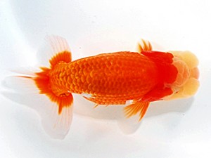 浜松愛魚会　取締一　鈴木和男　浜松市