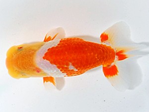 浜松愛魚会　取締二　橋本　満　飛騨市
