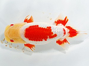 浜松愛魚会　東大関　疋田秀雄　湖西市