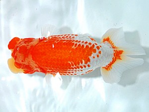 浜松愛魚会　取締一　鈴木和男　浜松市