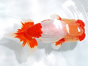 浜松愛魚会　取締二　柴田勝吉　浜松市