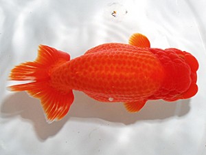 浜松愛魚会　西大関　吉田晋伍　焼津市