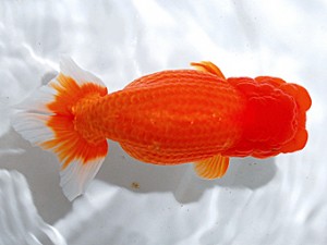 浜松愛魚会　立行司　金　敏幸　豊橋市