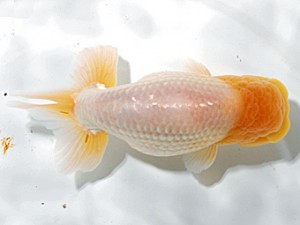 浜松愛魚会　取締二　川口　功　あま市