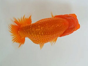 広島錦鱗会　仔魚研究会　優等4席　八方洋子