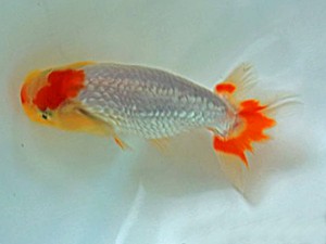 広島錦鱗会　仔魚研究会　優等5席　国沢孝浩