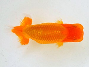 広島らんちゅう会　東大関　岩崎正樹　高松市