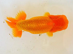 広島らんちゅう会　西大関　浜口洋二　岡山市