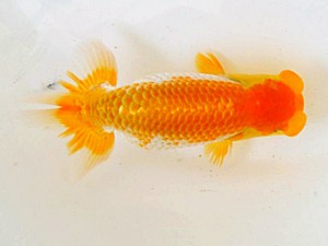 広島らんちゅう会　立行司　小笠原義照　浅口市