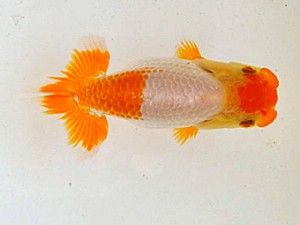 広島らんちゅう会　東取締　三宅一共　浅口市