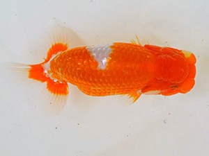 広島らんちゅう会　西取締　村上暢彦　浅口市
