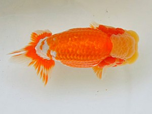 広島らんちゅう会　東大関　浅野　浩　倉敷市