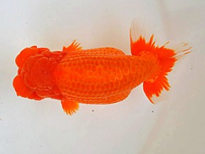 広島らんちゅう会　西大関　梁原隆夫　倉敷市