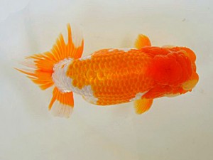 広島らんちゅう会　立行司　小川寿夫　呉市