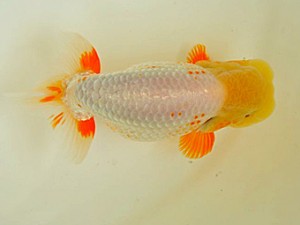 広島らんちゅう会　西取締　武田悦男　福山市