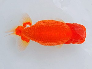 広島らんちゅう会　坂根吉広　苫田郡