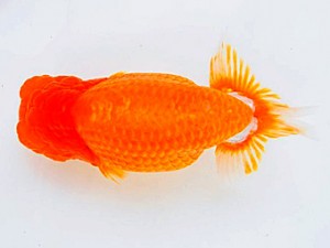 広島らんちゅう会　西取締　三宅一共　浅口市