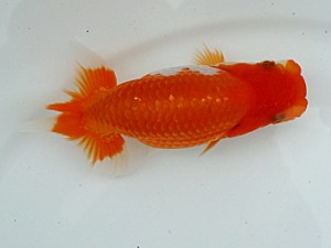 稲沢金鱗会　研究会　東大関　山田重夫　愛西市