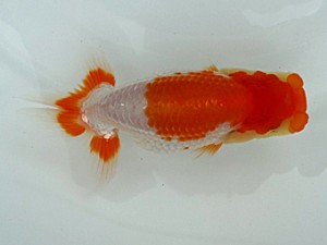 稲沢金鱗会　研究会　西大関　植田春寿　稲沢市
