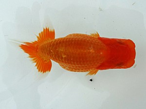 稲沢金鱗会　研究会　立行司　伊藤高宏　名古屋市