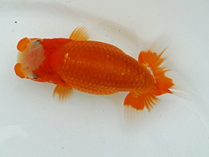 稲沢金鱗会　研究会　東取締　山田重夫　愛西市