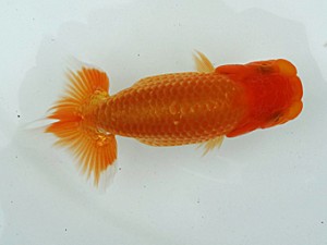 稲沢金鱗会　研究会　西取締　白石幸夫　愛西市