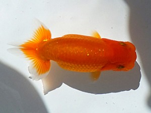 観魚会　第二回研究会　東大関　山田隆夫　東堀切