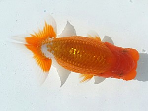 観魚会　第二回研究会　西大関　齋藤一成　練馬区