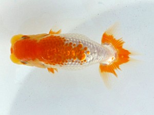 観魚会　第二回研究会　立行司　篠　孝利　練馬区