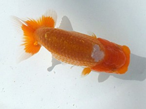 観魚会　第二回研究会　取締一　高地成弥　荒川区