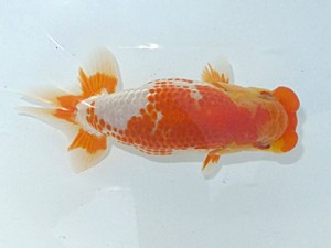 観魚会　第二回研究会　取締二　荻谷冨士夫　水戸市