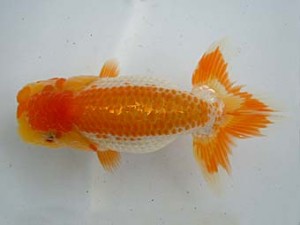 観友らんちう会　第二回研究会　1位　渡邉欣弥