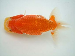 観友らんちう会　第二回研究会　2位　石戸　亨