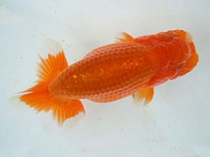 観友らんちう会　第二回研究会　3位　木下伸介