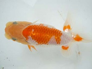 観友らんちう会　第二回研究会　4位　安田光伸