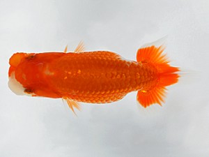 錦友会　第二回研究会　東大関　平野睦二