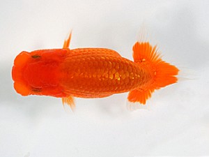 錦友会　第二回研究会　西大関　小澤忠幸