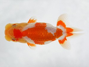 錦友会　第二回研究会　立行司　田中康浩