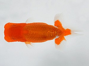 錦友会　第二回研究会　東取締　清水徹二