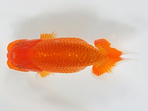 錦友会　第二回研究会　西取締　鈴木敏宏