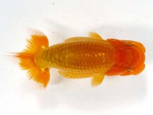 喜楽らんちゅう会　第三回研究会　1位　池辺　勇